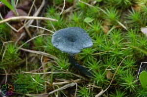 Omphalina chlorocyanea (1).jpg